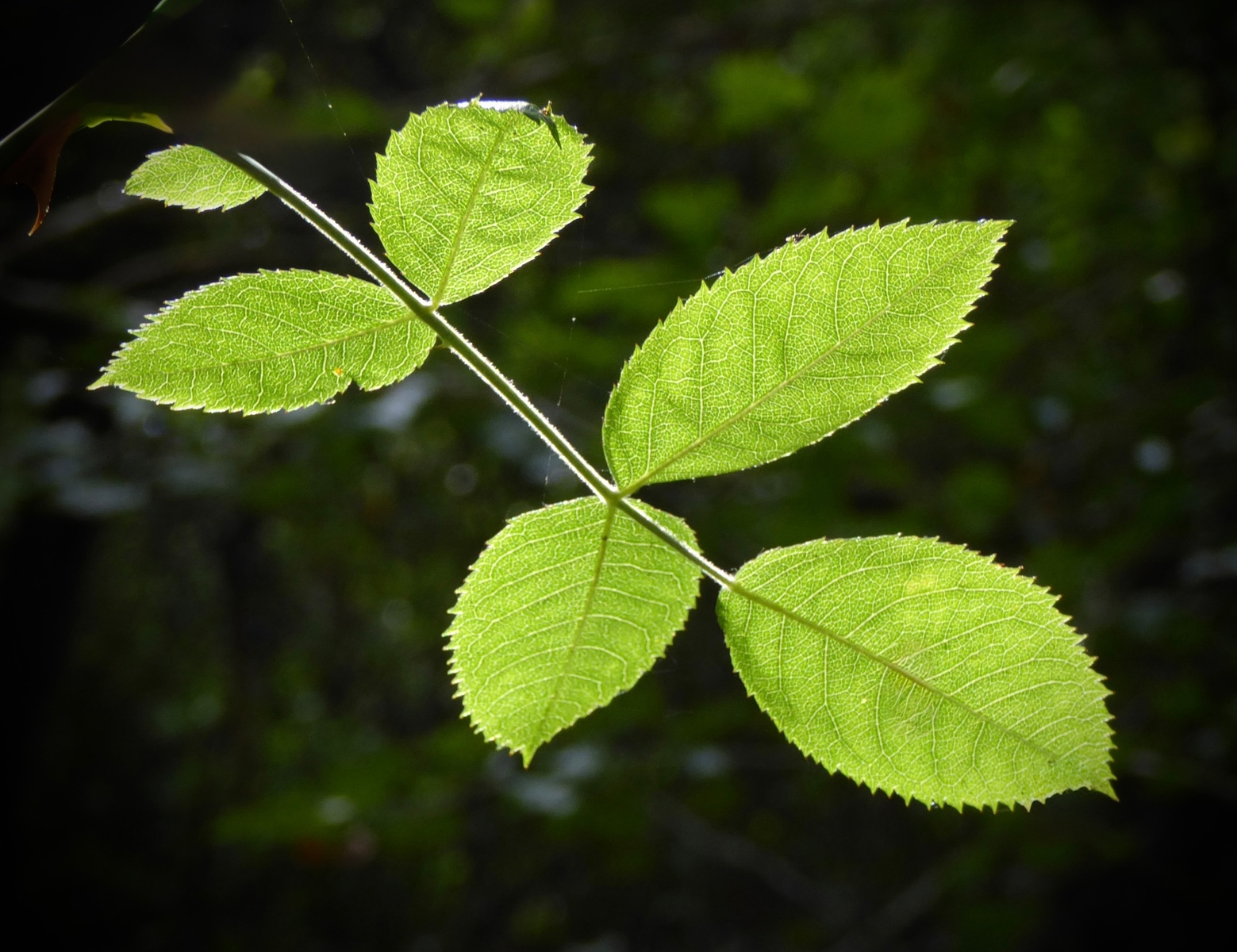 LEAVES IN THE LIGHT by Jim Moody-Smith